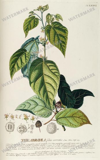 Botanical Vintage Prints