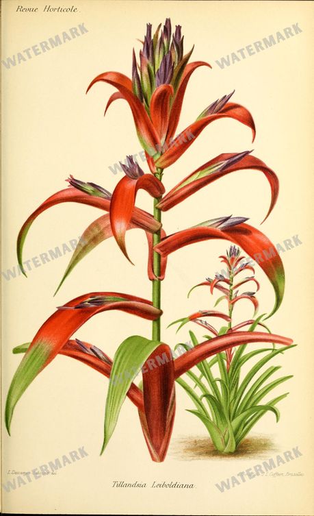 Botanical Vintage Prints