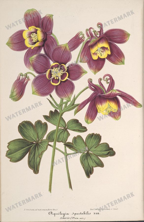 Botanical Vintage Prints