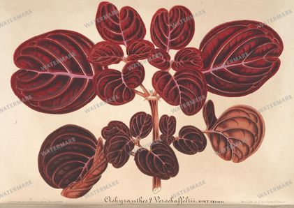 Botanical Vintage Prints