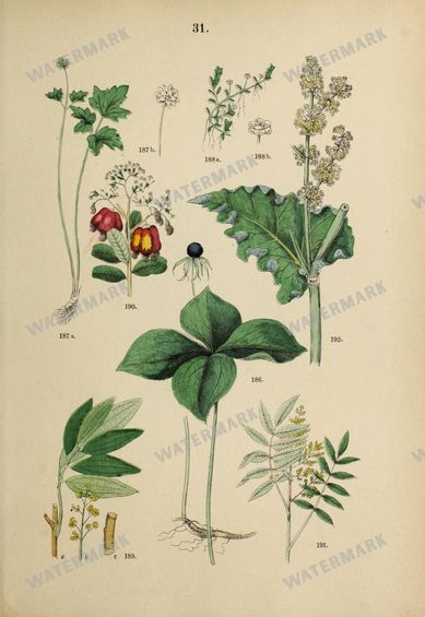 Botanical Vintage Prints