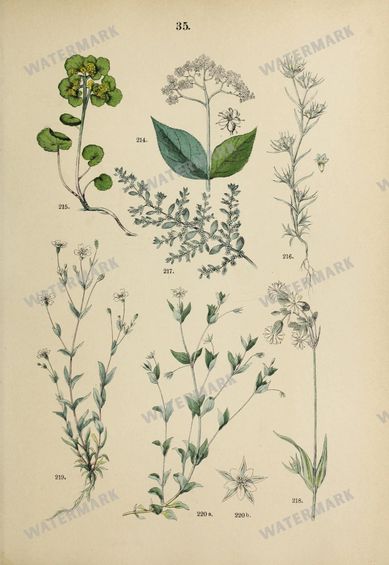 Botanical Vintage Prints