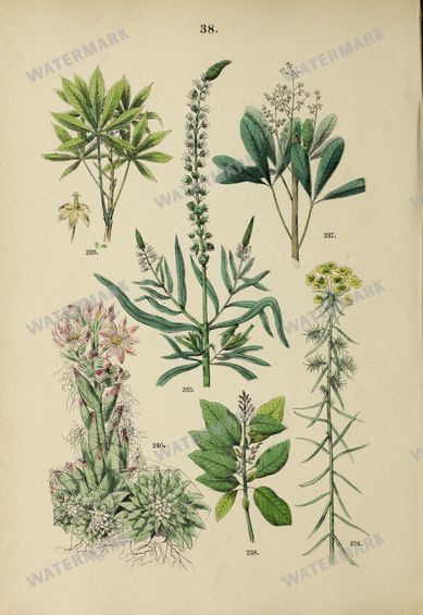 Botanical Vintage Prints