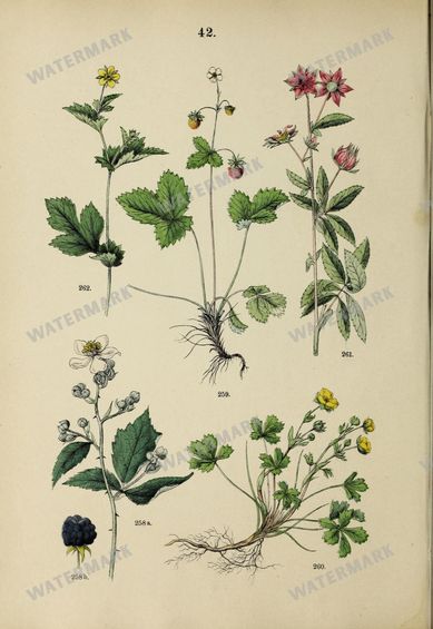 Botanical Vintage Prints