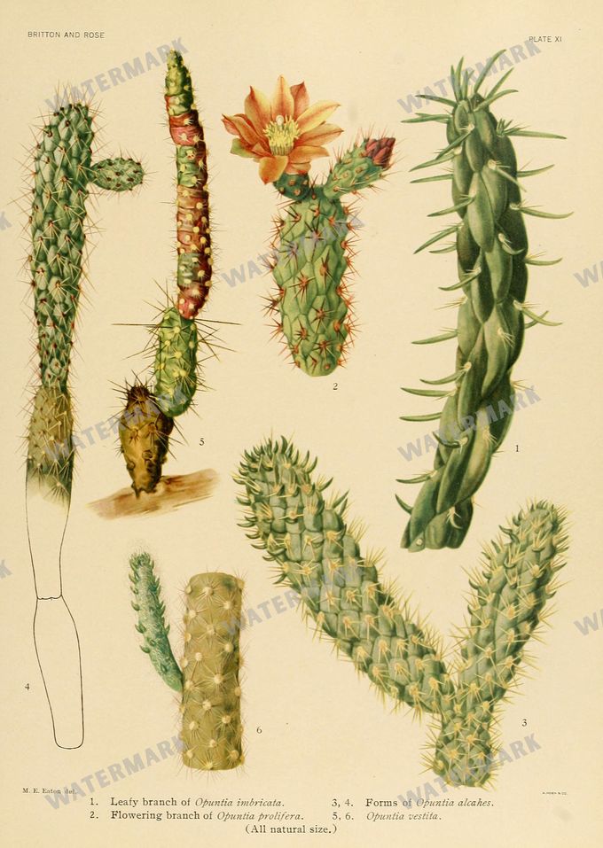 Cactus Vintage Prints