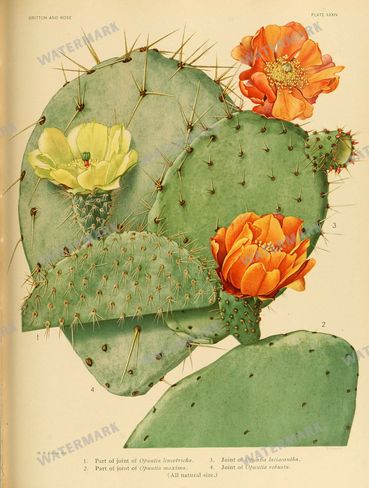 Cactus Vintage Prints