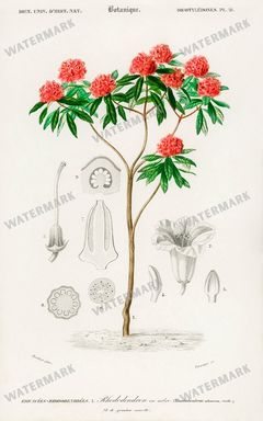 Dictionnaire Universel Dhistoire Naturelle Vintage Prints