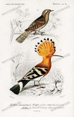 Dictionnaire Universel Dhistoire Naturelle Vintage Prints