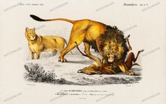 Dictionnaire Universel Dhistoire Naturelle Vintage Prints