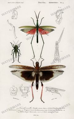 Dictionnaire Universel Dhistoire Naturelle Vintage Prints