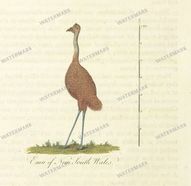 Fauna Vintage Prints