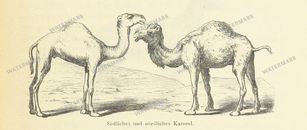 Fauna Vintage Prints