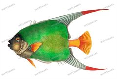 Fish Vintage Prints
