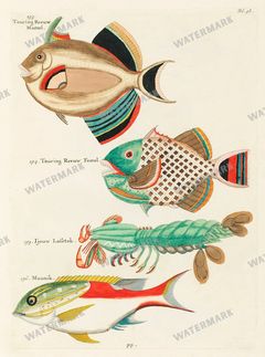 Fish Vintage Prints