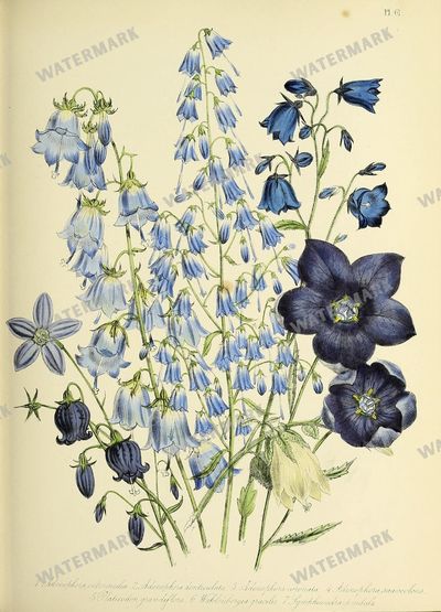 Floral Vintage Prints