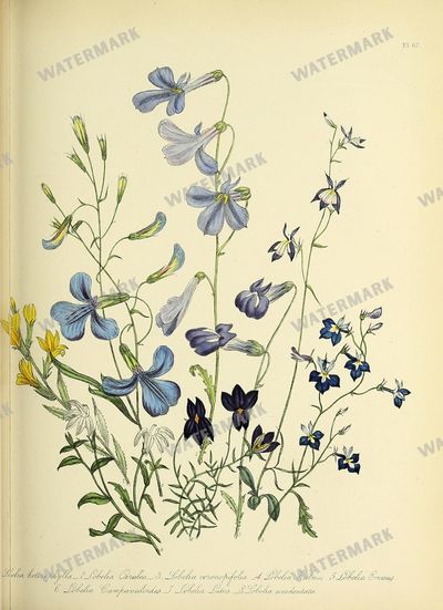 Floral Vintage Prints