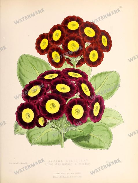 Floral Vintage Prints