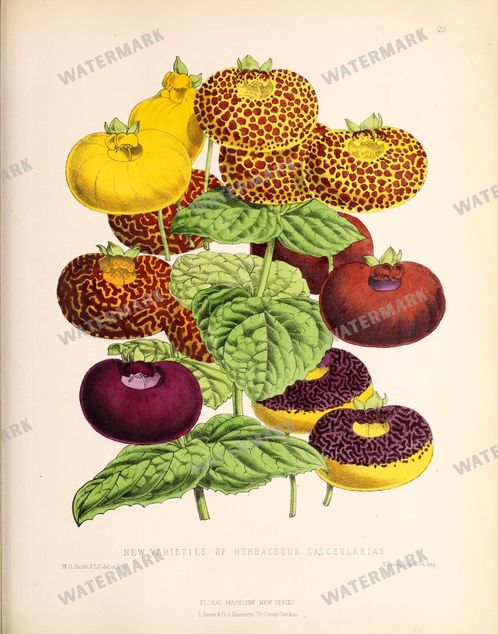 Floral Vintage Prints