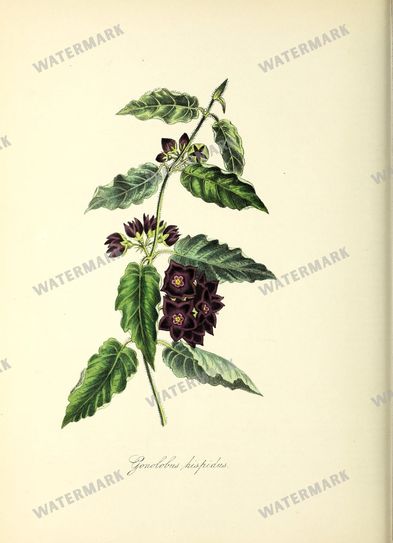 Floral Vintage Prints