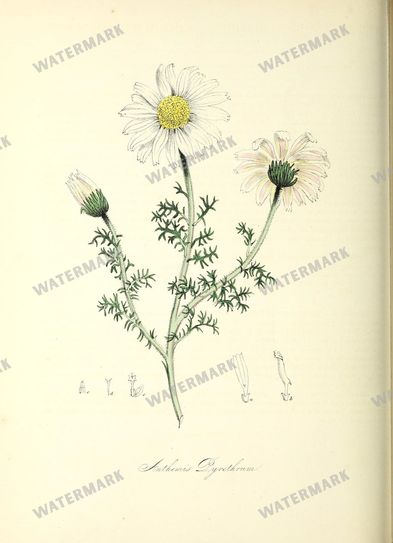 Floral vintage illustration, printable digital download, image 11