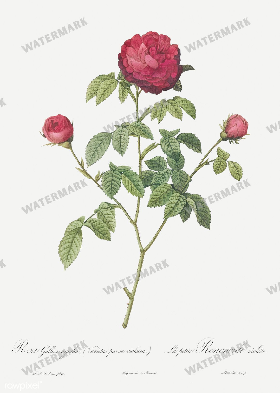 Floral Vintage Prints
