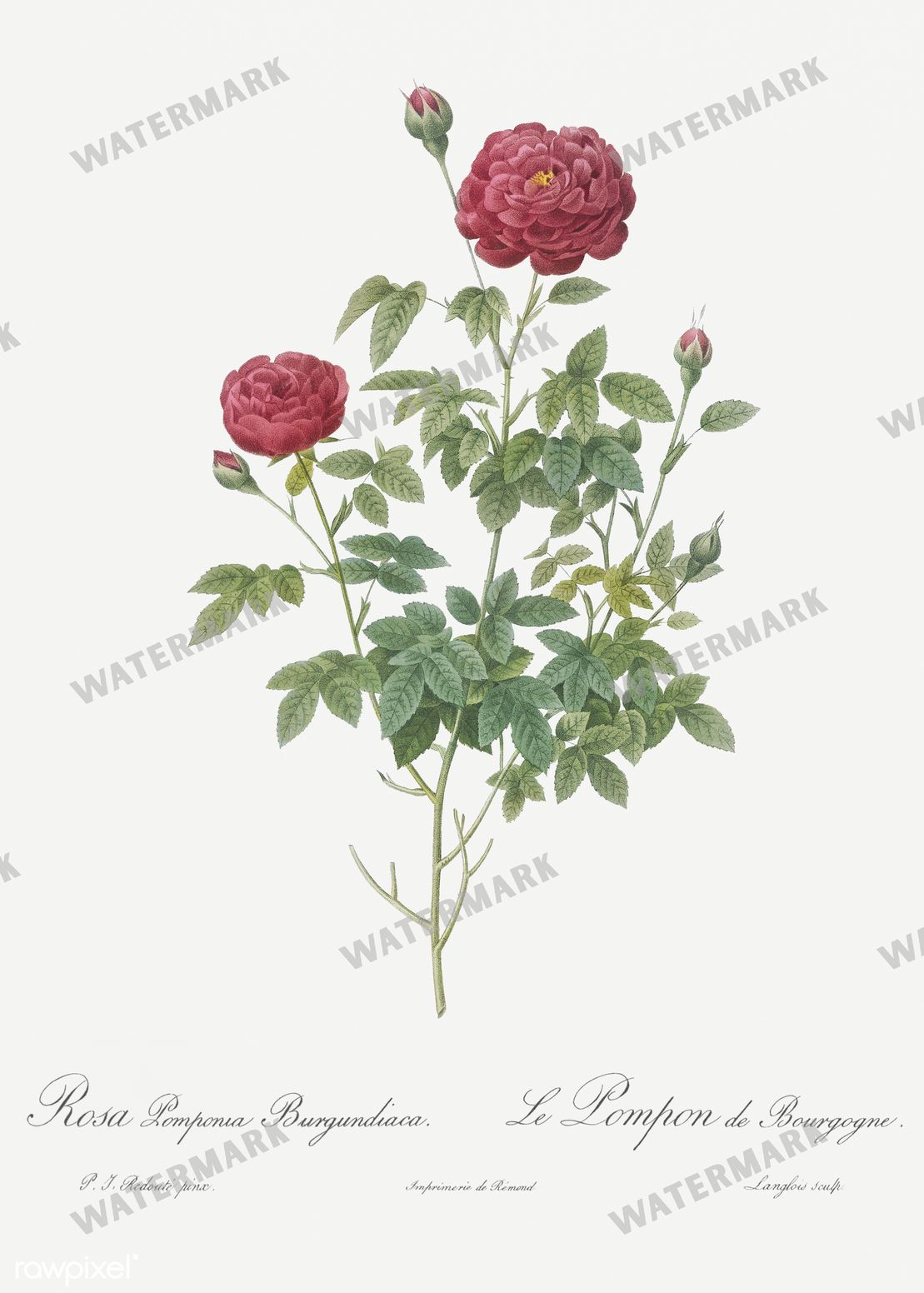 Floral Vintage Prints
