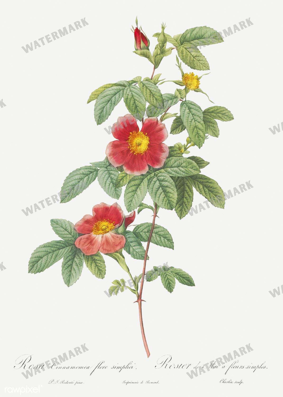 Floral Vintage Prints