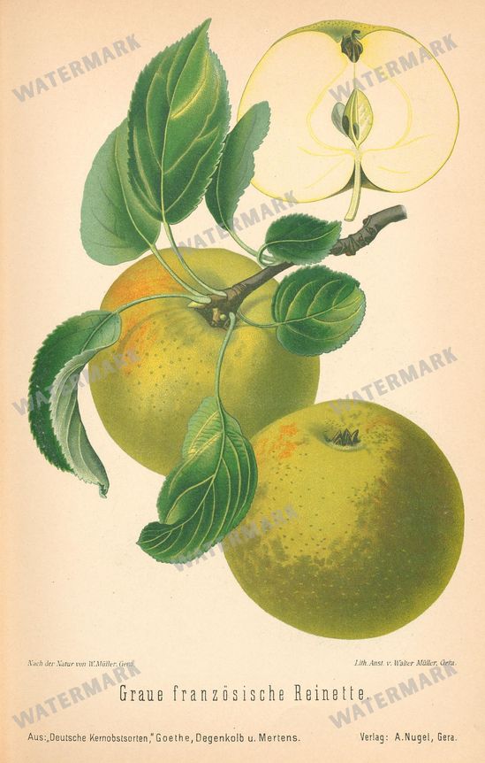 Fruit And Vegetables Vintage Prints
