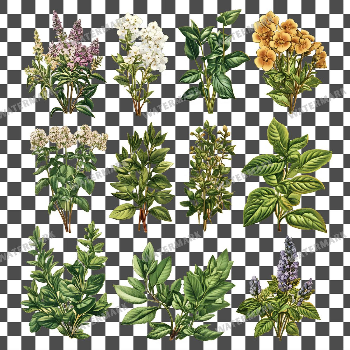 Herbs Vintage Style clipart PNG on a transparent background, design 11