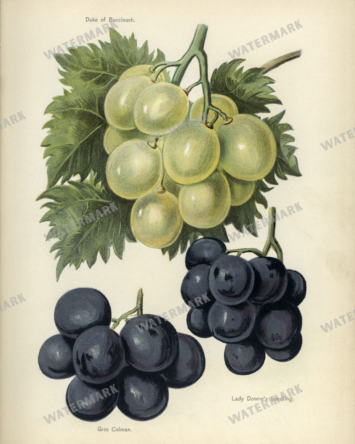 The Fruit Grower'S Guide Vintage Paintings