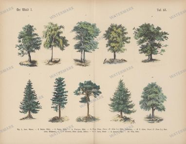 Vintage Botanical Vintage Prints