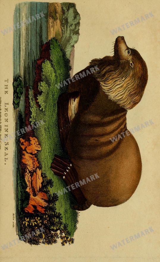 Wildlife Vintage Prints