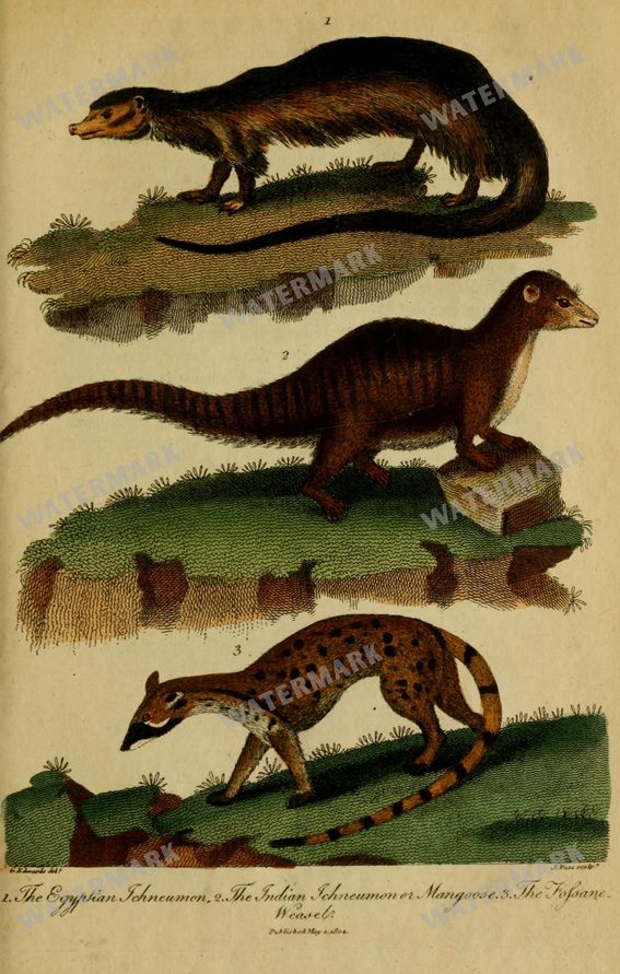 Wildlife Vintage Prints