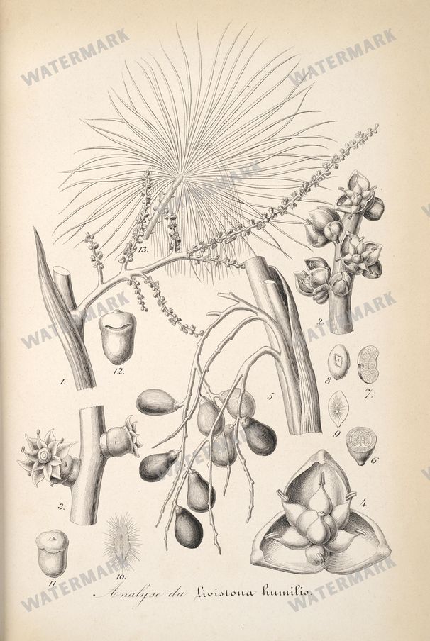 Floral Illustrations