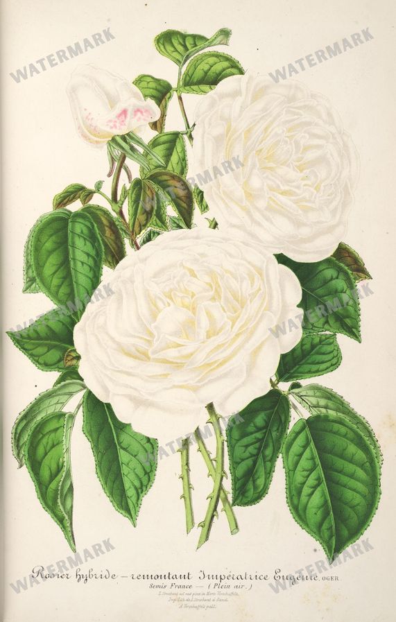 Floral Illustrations