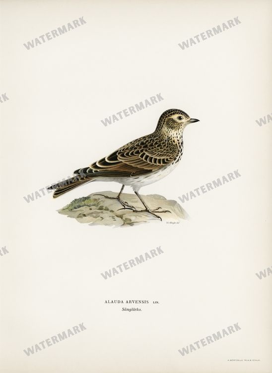 Birds Vintage Prints