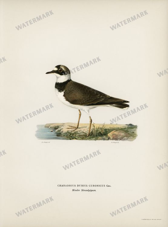 Birds Vintage Prints