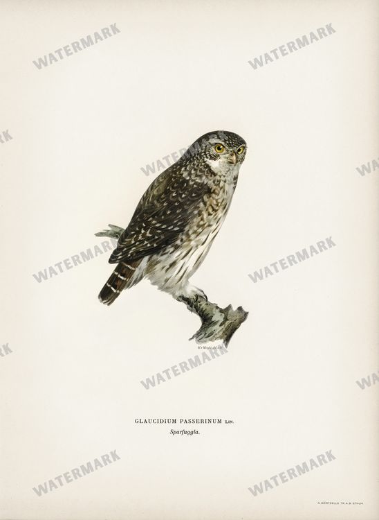 Birds Vintage Prints