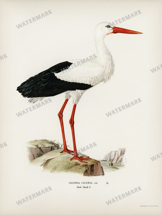 Birds Vintage Prints
