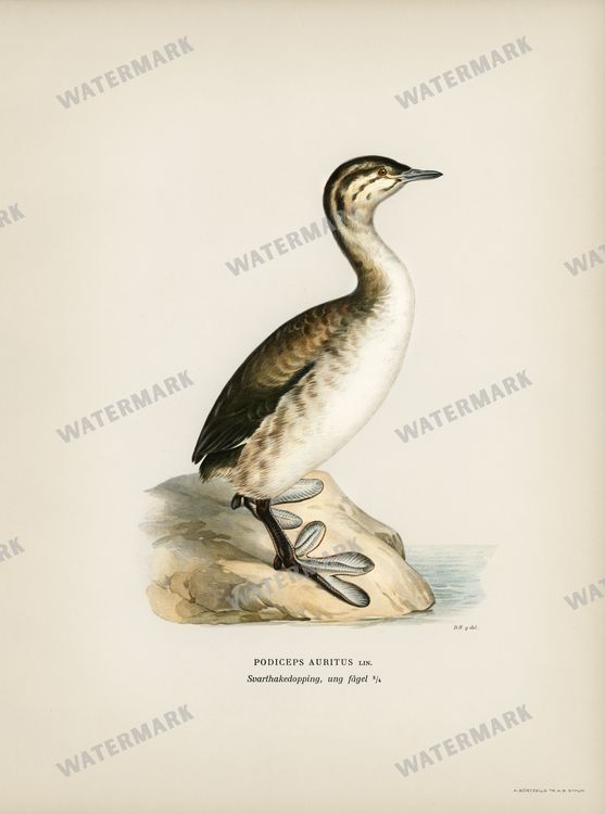 Birds Vintage Prints