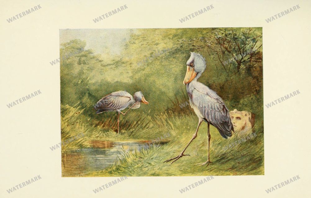 Birds Vintage Prints
