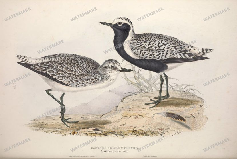 Birds Vintage Prints