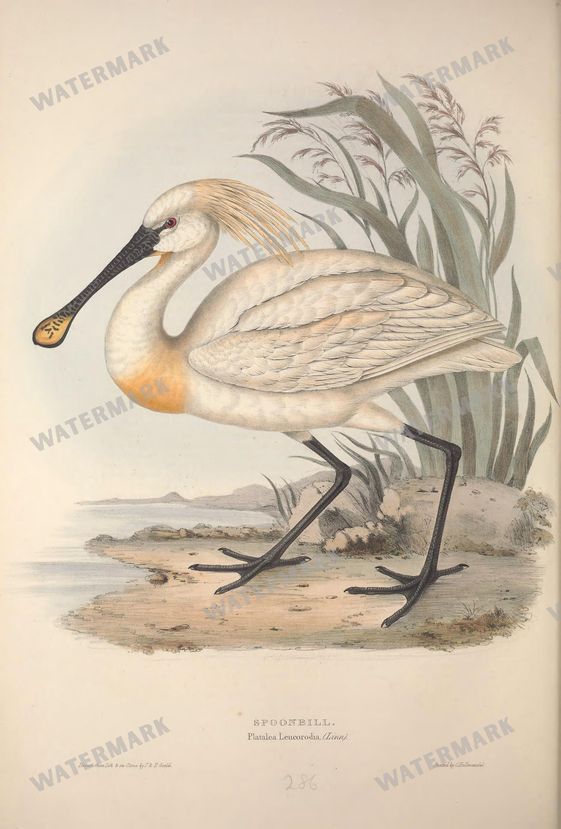 Birds Vintage Prints