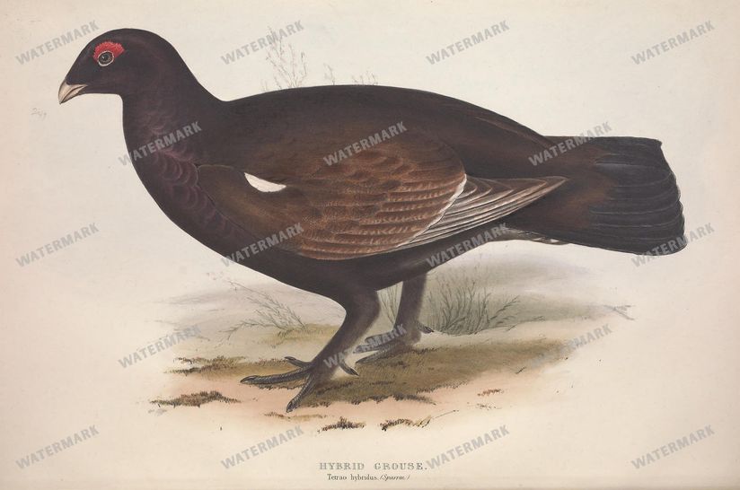 Birds Vintage Prints