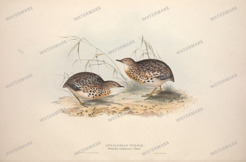 Birds Vintage Prints