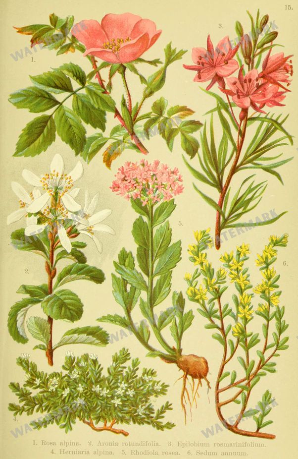 Botanical Alpen-Flora Vintage Prints