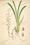 Botanical Plant Vintage Prints