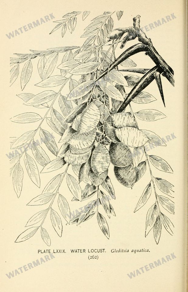 Botanical Sketches Vintage Prints
