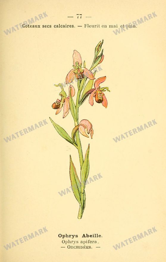 Botanical Vintage Prints