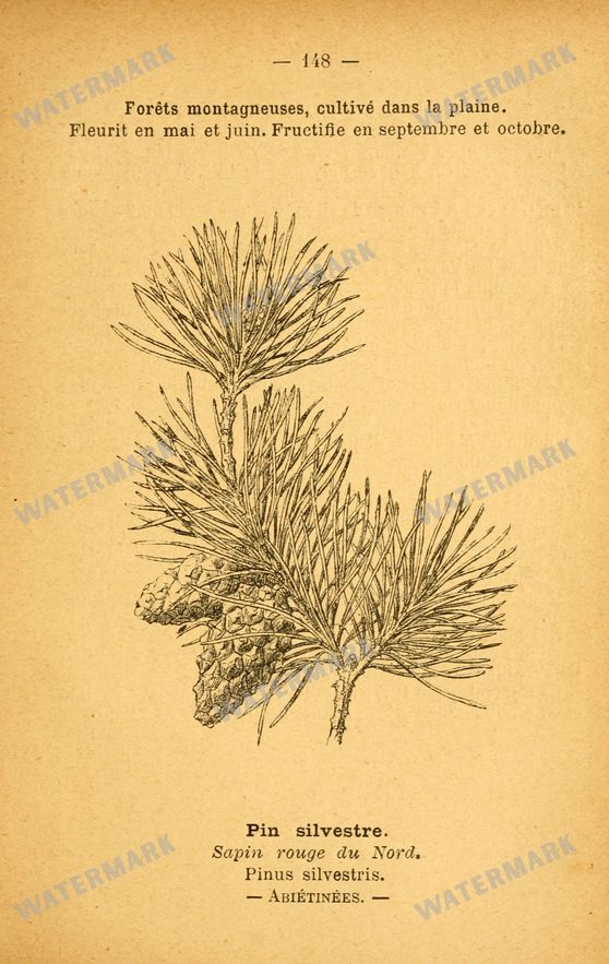 Botanical Vintage Prints
